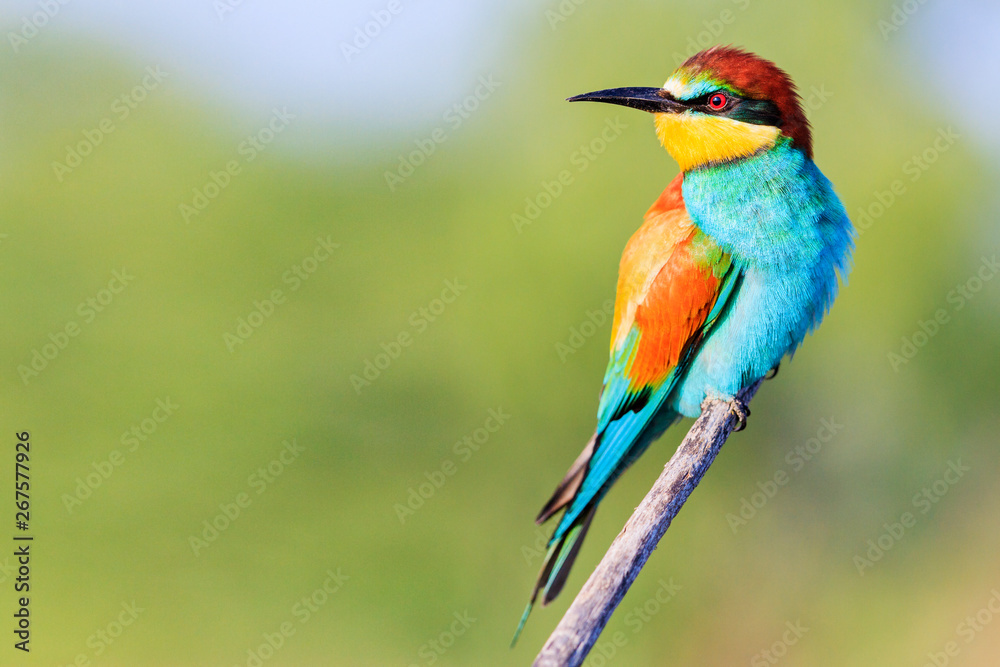 beautiful bird with bright feathers sits on a branch and looks away