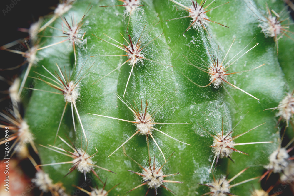 Prickly cactus on black background, close up. Prickly cactus on black background, close up.
