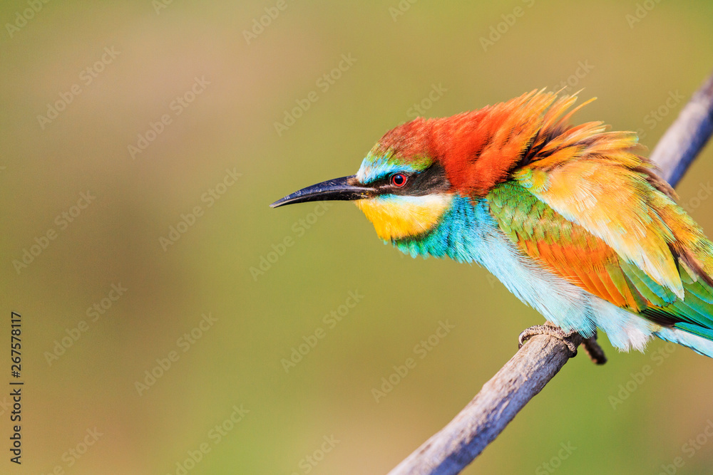 bee-eater looks away with interest