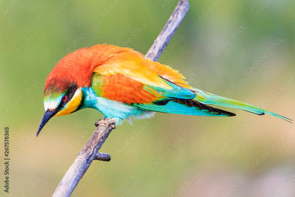 Obraz premium formidable beautiful bird sitting on a branch