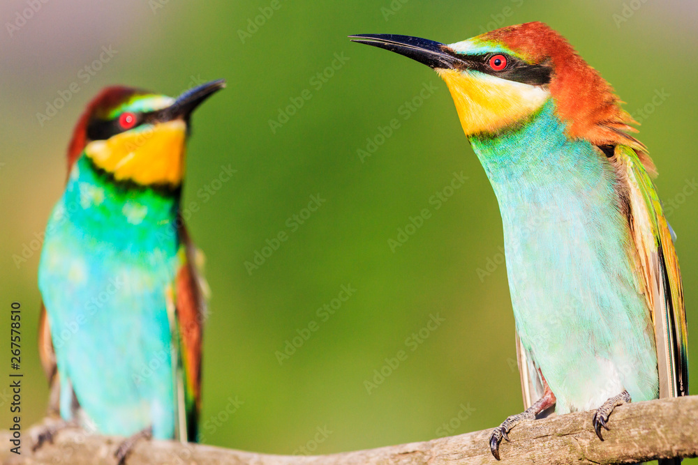 Obraz premium two beautiful colorful birds chatting against each other