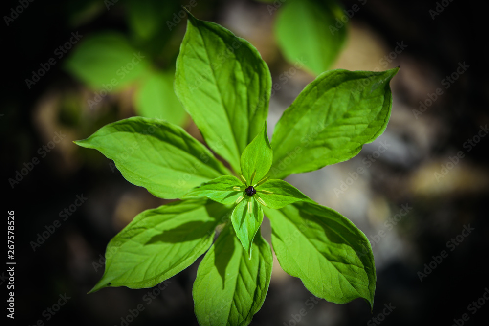 young green symmetrical leaf macro young green symmetrical leaf macro