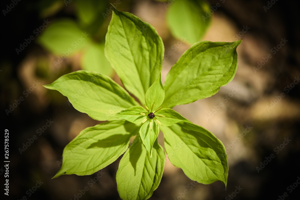Fototapeta premium young green symmetrical leaf macro