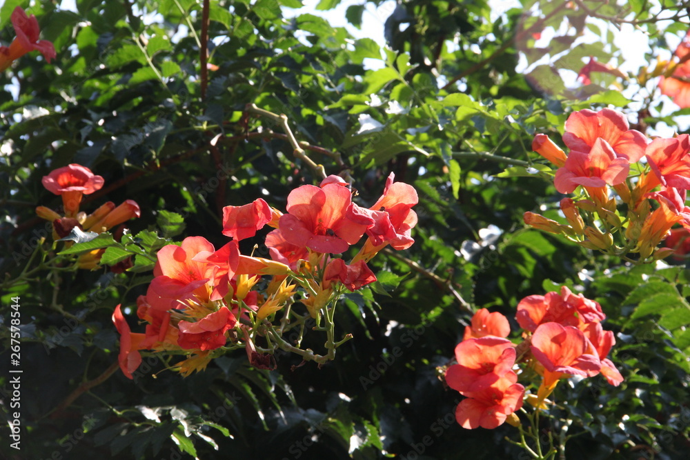 red flowers in the garden