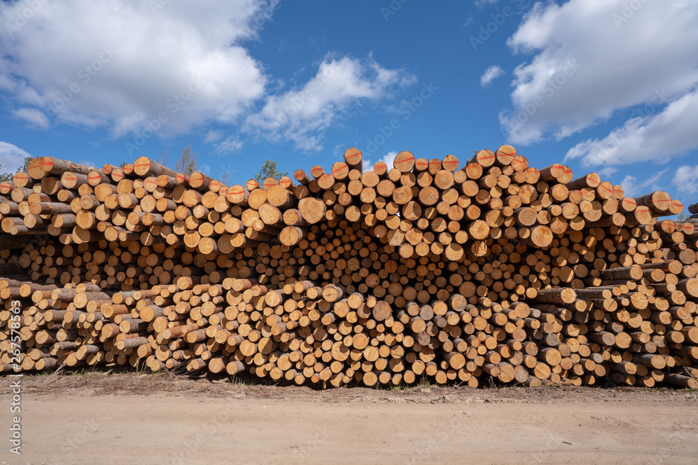 pile of wood logs and blue sky