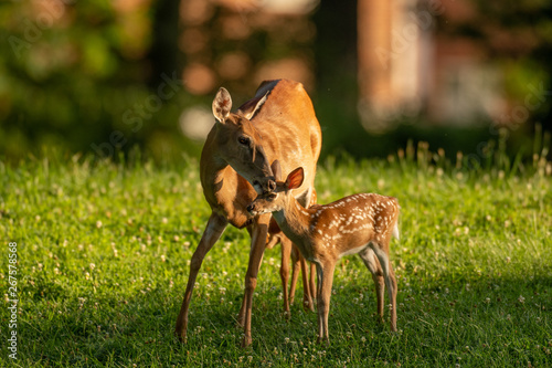 Photo White-tailed deer fawn and doe