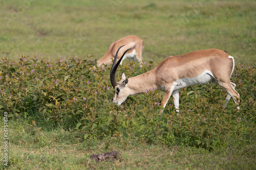 Beautiful Male Grants Gazelle in the Serengeti area of Tanzania