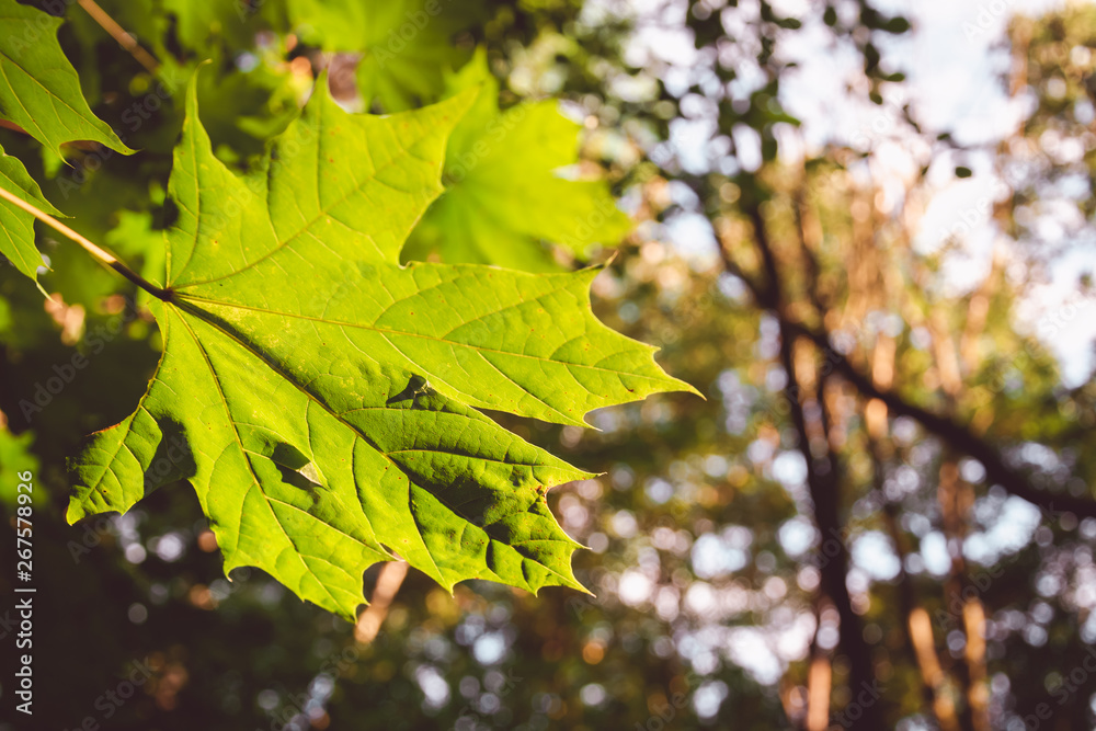green maple leaf green maple leaf