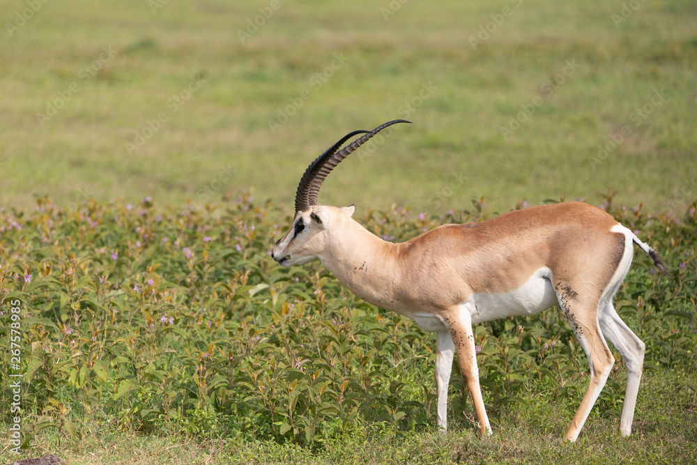 Beautiful Male Grants Gazelle in the Serengeti area of Tanzania Beautiful Male Grants Gazelle in the Serengeti area of Tanzania