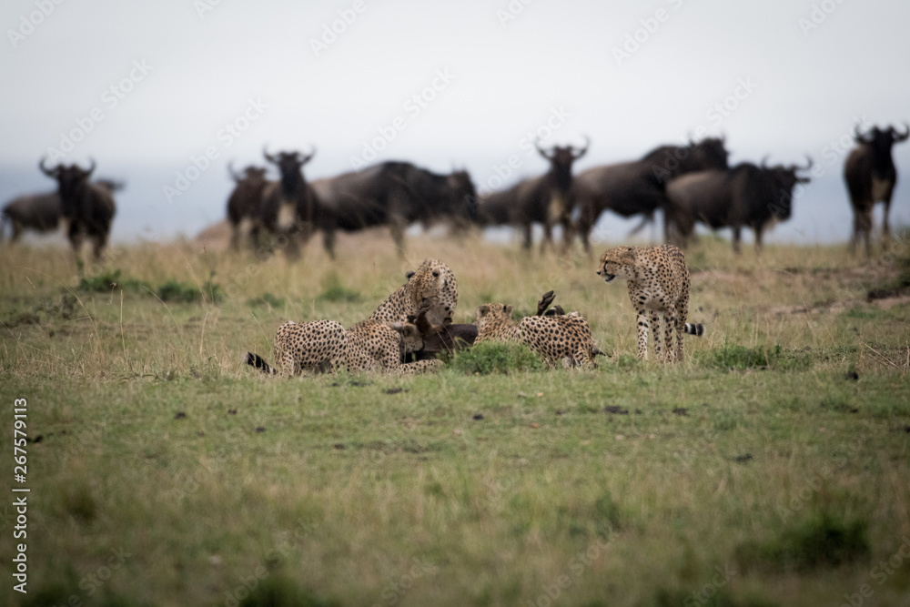 Fototapeta premium Cheetahs attacking wildebeest