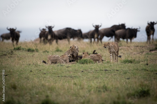 Fototapeta Naklejka Na Ścianę i Meble -  Cheetahs attacking wildebeest
