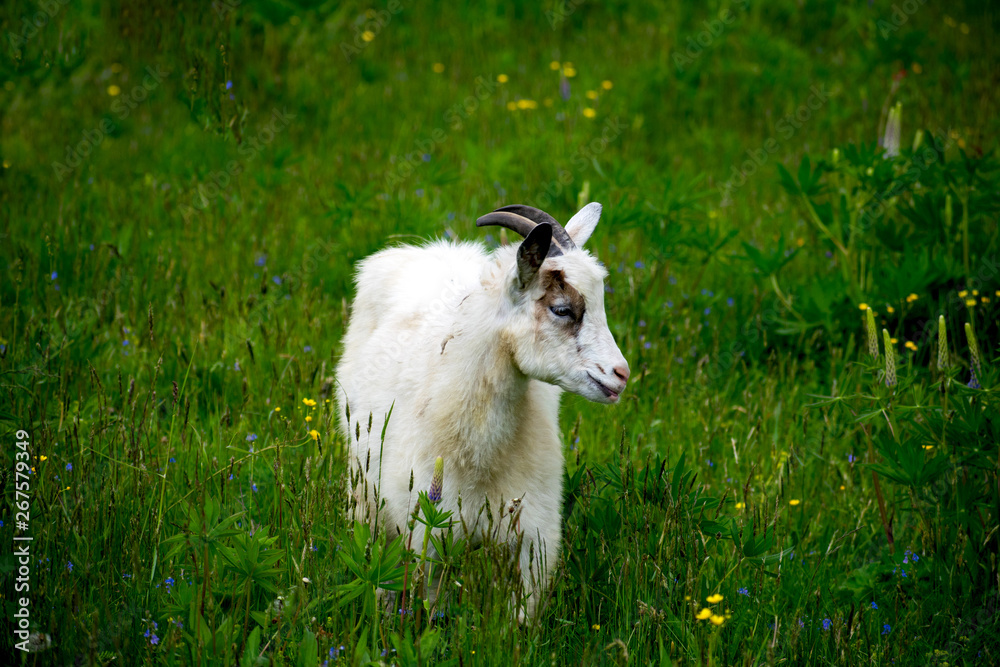 A herd of sheep grazing in a meadow, eating grass and plants. A herd of sheep grazing in a meadow, eating grass and plants.