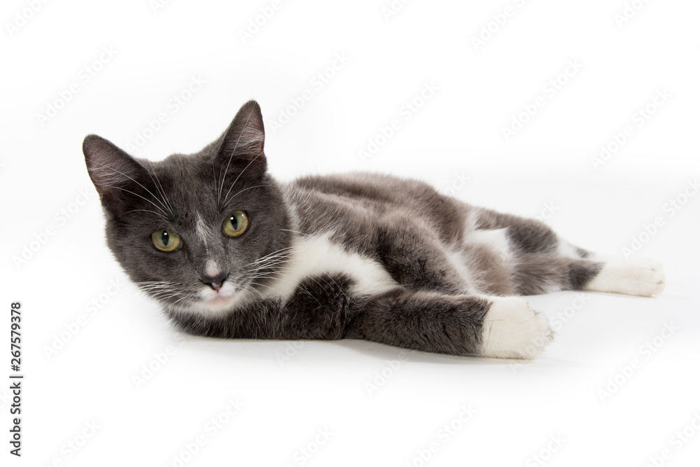 Adult white and gray cat