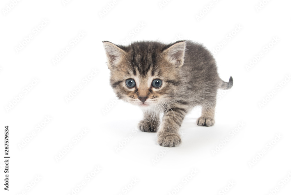 Fototapeta premium Cute tabby kitten on white