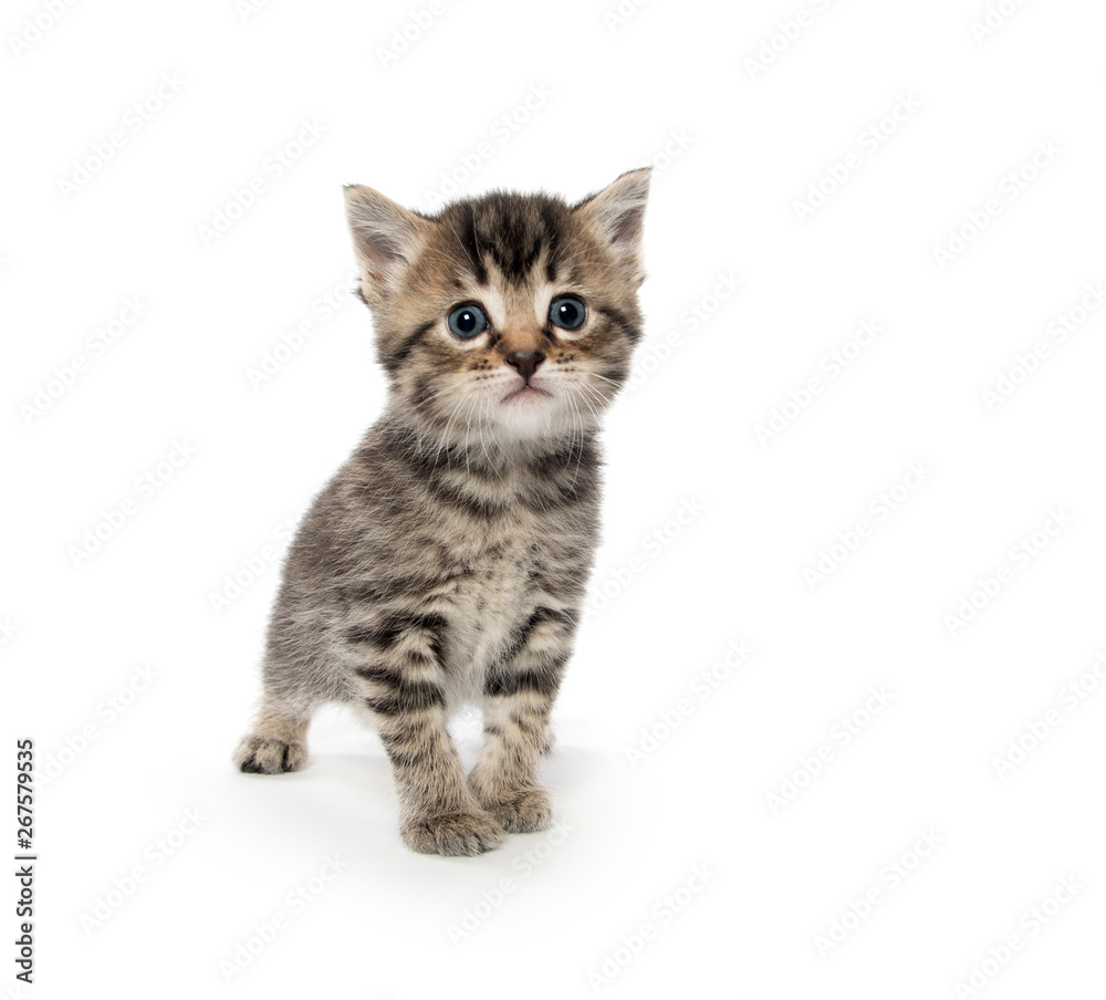 Cute tabby kitten on white