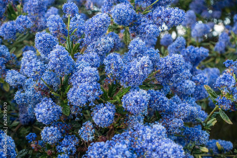 Close up view of blue ceanothus flowers.