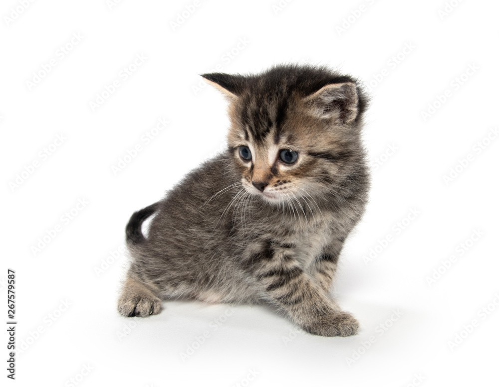 Cute tabby kitten on white