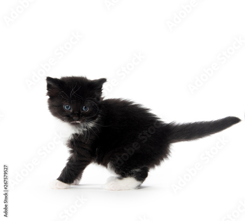 Cute black and white kitten