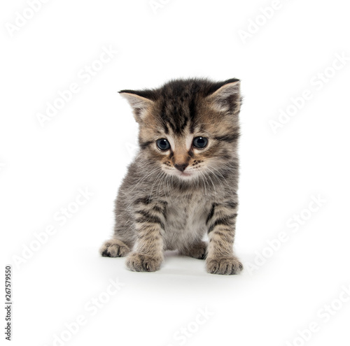 Cute tabby kitten on white