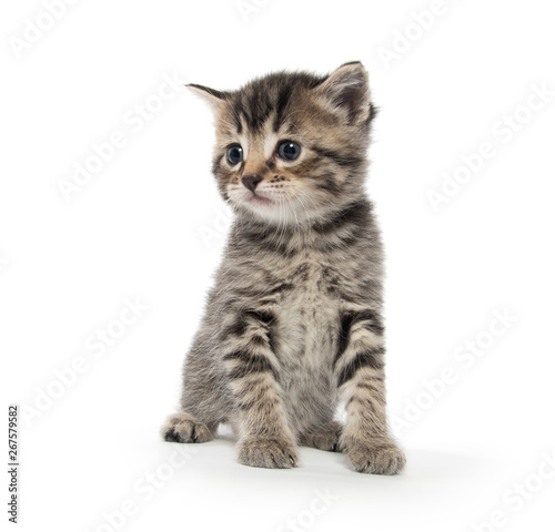 Cute tabby kitten on white