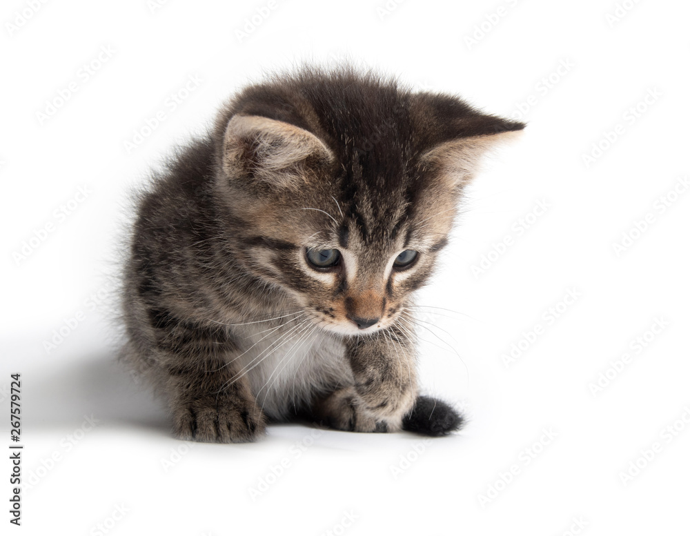 Obraz premium Cute tabby kitten on white