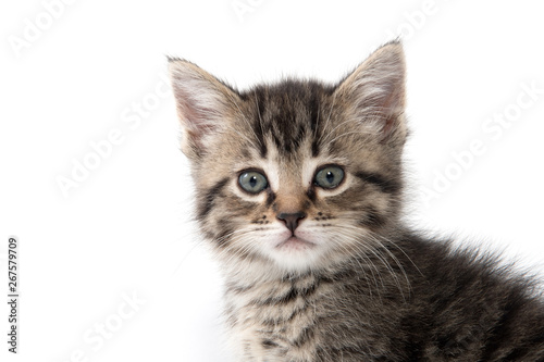 Fototapeta Naklejka Na Ścianę i Meble -  Cute tabby kitten on white