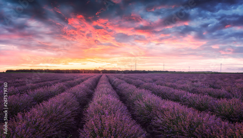 Lavender field at sunrise / Stunning view with a beautiful lavender field at sunrise © Jess_Ivanova