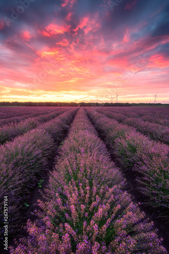 Lavender field at sunrise / Stunning view with a beautiful lavender field at sunrise
