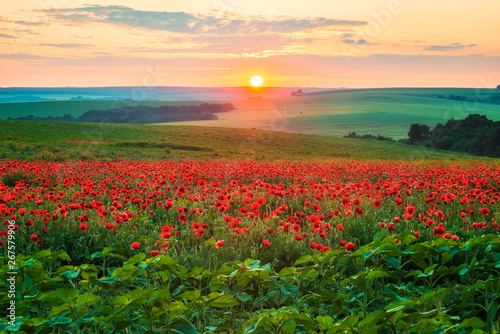Poppy field at sunset / Amazing view with a spring field and lots of poppies at sunset