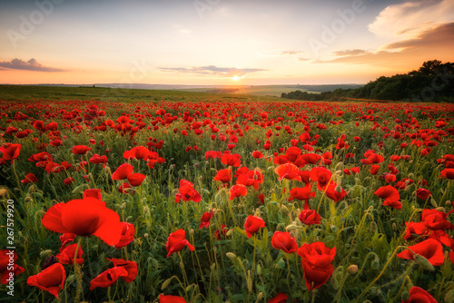 Poppy field at sunset / Amazing view with a spring field and lots of poppies at sunset