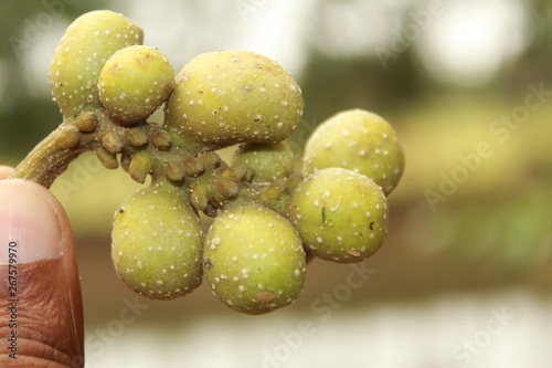 Golden magnolia champak fruits on hand photo