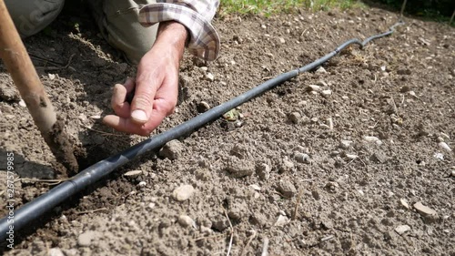 Wallpaper Mural Man is planting green climbimng bean seeds in the garden. Gardener's hand planting sprouts in the soil. Seeding, Seedling, Plantation. Phaseolus vulgaris Torontodigital.ca