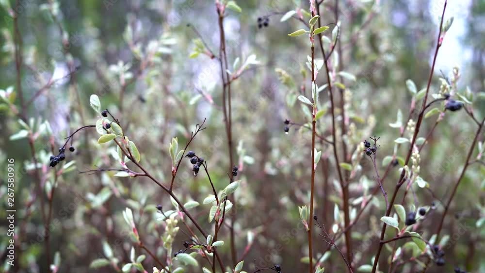 Thin branches of a bird cherry with dry fruits and drops of water on them swing in a light wind in the forest. Thin branches of a bird cherry with dry fruits and drops of water on them swing in a light wind in the forest.