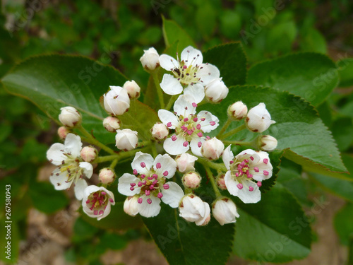 White tender flowers of black chokeberry (Aronia melanocarpa) in spring on green leaves background. Closeup of Black Chokeberry shrub flowers with white petals and pink anthers. Selective focus.