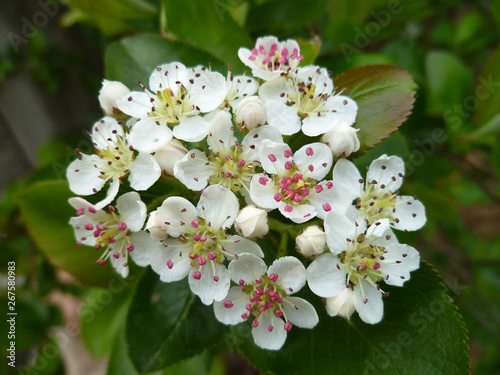 White tender flowers of black chokeberry  (Aronia melanocarpa) in spring on green leaves background. Closeup of Black Chokeberry shrub flowers with white petals and pink anthers. Selective focus.