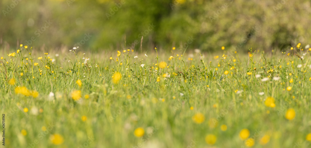 Fototapeta premium Löwenzahn blüht auf einem Feld
