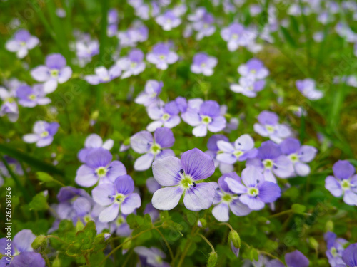 Natural background with wildflowers of Veronica chamaedrys. Beautiful blue purple flowers of Veronica chamaedrys (germander speedwell, bird's-eye speedwell, cat's eyes). Closeup, selective focus. © Sunbunny
