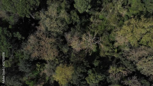 Landscape and Mediterranean forest, Cruilles, Emporda, Girona, Catalonia, Spain, Europe photo