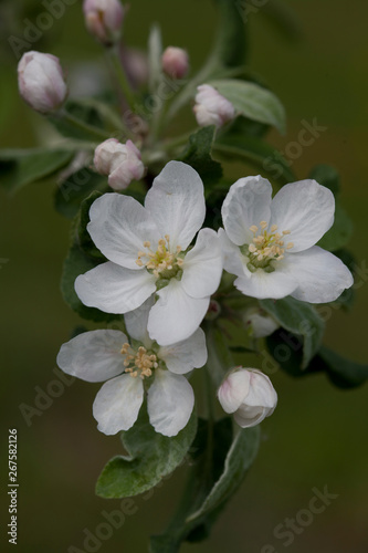 Blooming Apple branch on a blurred background of dark greenish shades. Open flowers and buds. Natural light.