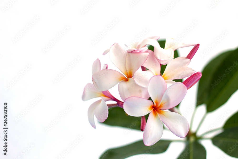 Fototapeta premium piumeria white on white background