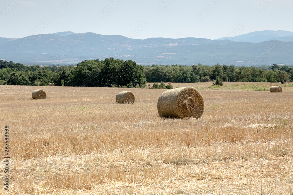 Summer rural landscape with straw rolls in the field