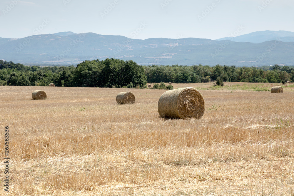 Summer rural landscape with straw rolls in the field Summer rural landscape with straw rolls in the field