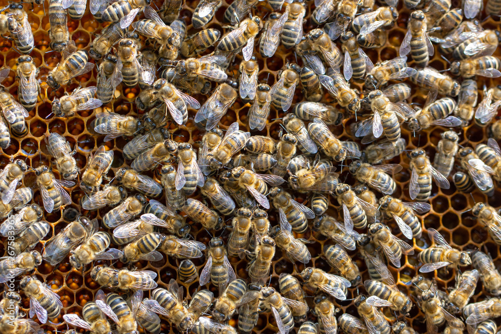Many working bees on the surface of cells with honey and larvae. Backgound, Many working bees on the surface of cells with honey and larvae. Backgound,