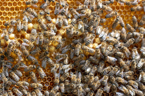 Many working bees on the surface of cells with honey and larvae. Backgound,