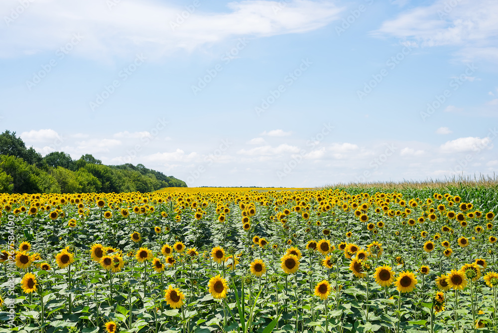 Fototapeta premium Sunflower field with cloudy blue sky