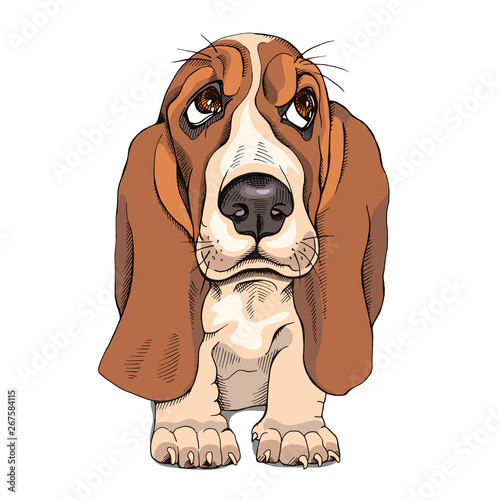 Tablou canvas Portrait of a puppy Basset Hound. Vector illustration.