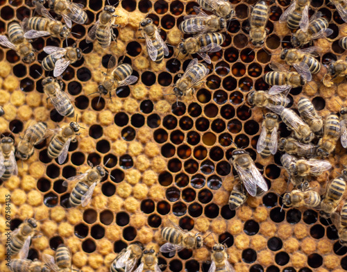 Many working bees on the surface of cells with honey and larvae. Backgound,