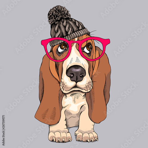 Portrait of a puppy Basset Hound in a knitted hipster hat and with glasses. Vector illustration.