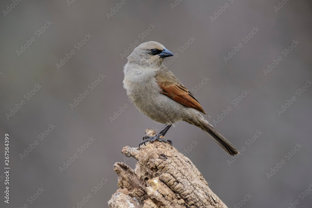 Fototapeta premium Bay winged Cowbird, perched on a trunk