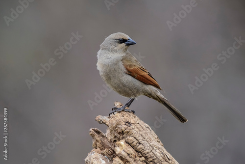 Bay winged Cowbird, perched on a trunk